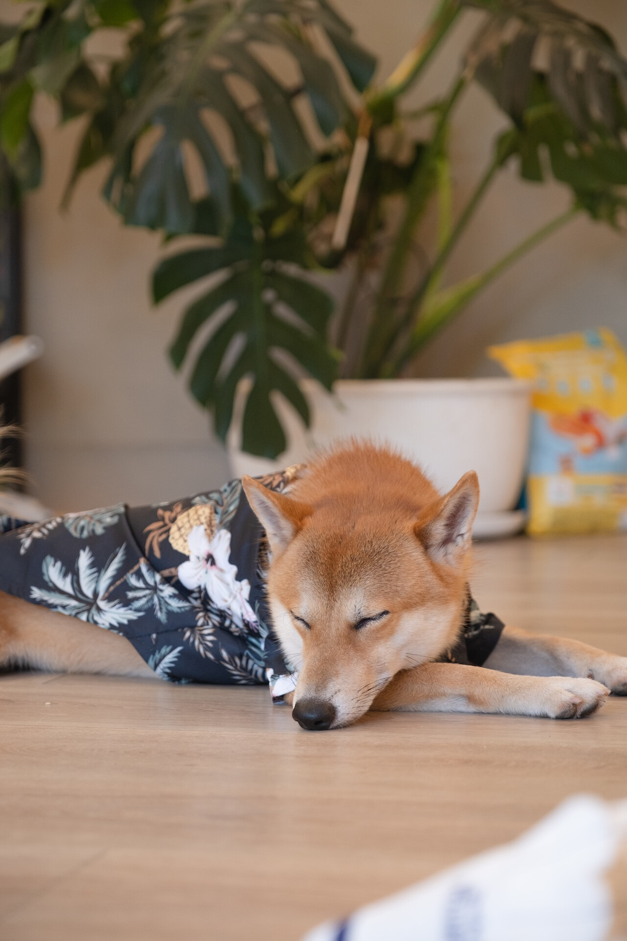 犬