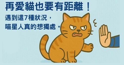 再愛貓也要有距離！「遇到這7種情況」貓貓其實只想獨處🐈