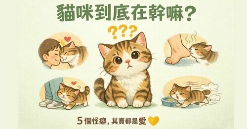 🐱 貓咪到底在幹嘛？ 5 個常見怪癖，看了滿頭問號，其實背後都是愛 💛