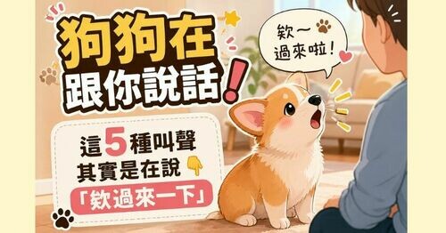 狗狗在跟你說話！聽到「這5種叫聲」是在呼喚你：欸過來一下