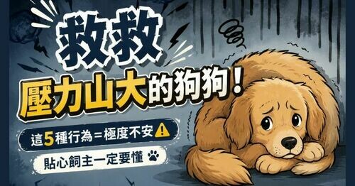 🐶 救救壓力山大的狗狗！這5種行為＝極度不安⚠️貼心飼主一定要懂