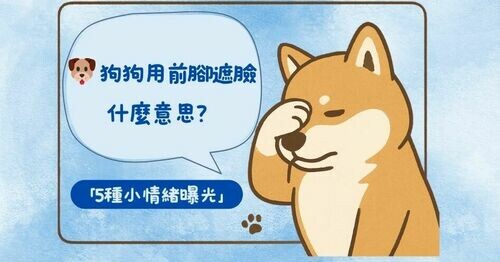 🐶 狗狗用前腳遮臉什麼意思？🐾「5種小情緒曝光」