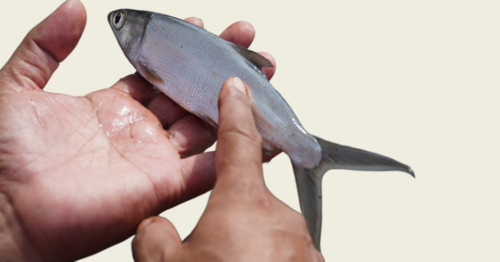 寵物鮮食食材: 虱目魚