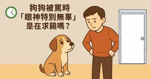  🐶 狗狗被罵時「眼神特別無辜」是在求饒嗎？