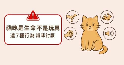 🐾貓咪是家人，不是玩具！這7個日常NG行為你踩雷了嗎？🐾