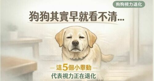 🐶 狗狗其實早就看不清！愛犬出現「這5個反常小舉動」代表視力正在退化