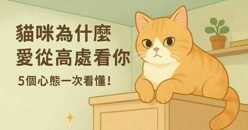🐱貓咪「從家具上俯瞰你」是在想什麼？5 個真實心態公開