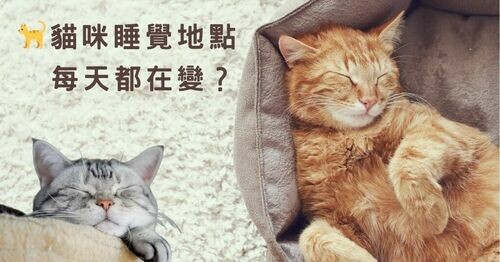 🐾貓咪睡覺地點每天都在變？