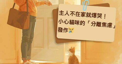 🐾 主人不在家就爆哭！小心貓咪的「分離焦慮」發作😿