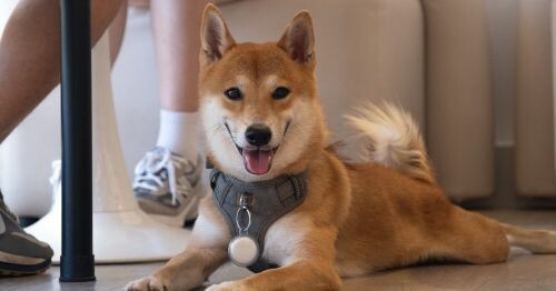 柴犬的重生之路： 從束縛到自由，愛與希望的延續