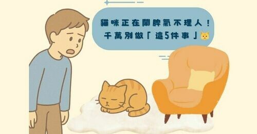 貓咪正在鬧脾氣不理人！千萬別做「這5件事」