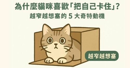 🐱為什麼貓咪喜歡「把自己卡住」？越窄越想塞的 5 大奇特動機公開！