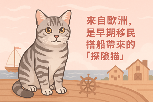  美國短毛貓X檔案🐱