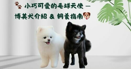 🐾小巧可愛的毛球天使⎯博美犬介紹 & 飼養指南