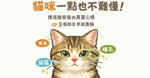 🐱 貓咪一點也不難懂！專家拆穿「撲克臉」背後的真實心情👉 這 3 個部位，早就露餡了