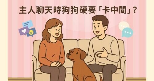 🐶 主人聊天時狗狗硬要「卡中間」？