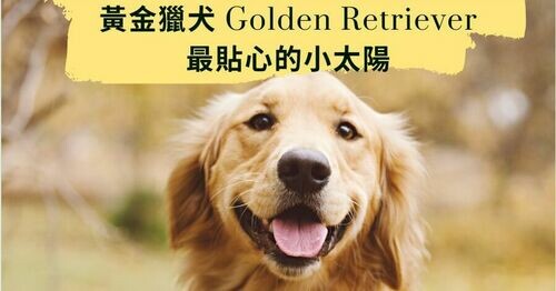 🐶 黃金獵犬 Golden Retriever｜最貼心的黃金小太陽