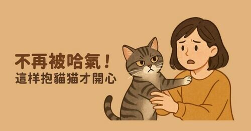 不再被哈氣！這樣抱貓貓才開心😸