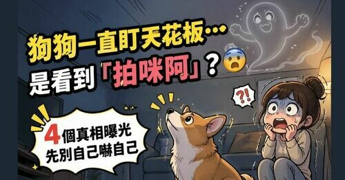 狗狗一直盯著天花板…是看到「拍咪阿」？👻 4大真相曝光：別自己嚇自己！😨