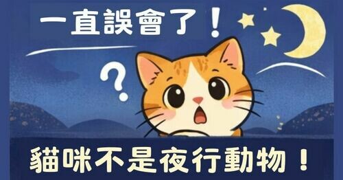 一直誤會了！貓咪不是夜行性動物😳