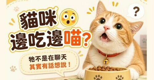 貓咪「邊吃邊喵叫」是想表達什麼？🐱專家揭 5 大原因：好壞訊號都有！