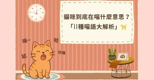 貓咪到底在喵什麼意思？「11種喵語大解析」撒嬌 or 求救立刻知道！