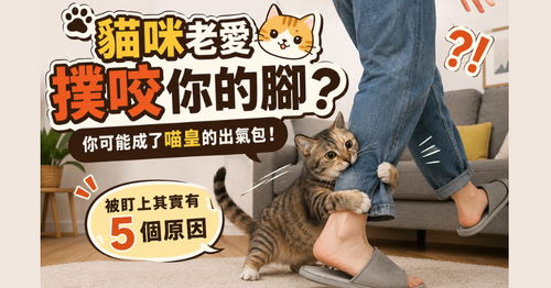 🐱 為什麼貓咪老愛撲咬你的腳？ 「被盯上有5原因」：你可能成了喵皇出氣包