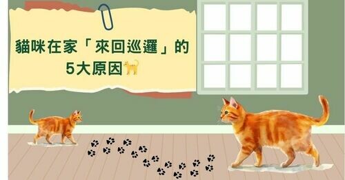 🐱 貓咪在家「來回巡邏」的5大原因