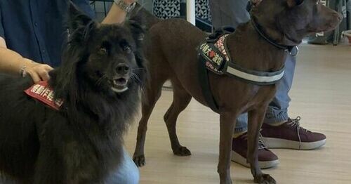 心輔犬種子教師