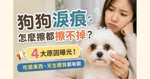 狗狗淚痕怎麼擦都擦不掉？🥲 4大原因曝光！