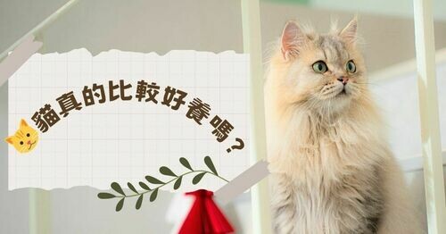 🐱 貓真的比較好養嗎？