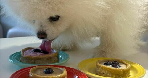 gugudy x Pettest │人寵共食藍莓塔手作體驗課 🫐