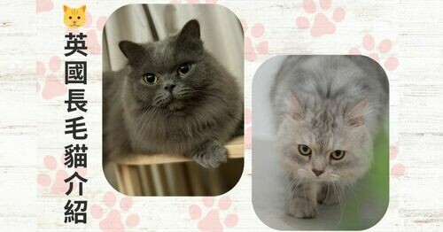 🐱英國長毛貓介紹（British Longhair）