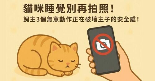 💤 貓咪睡覺別再拍照！飼主「3 個無意動作」正在干擾睡眠，信任一秒崩塌！