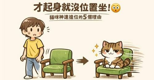 才起身就沒位置坐！😳貓咪神速搶位的5個理由曝光🐱