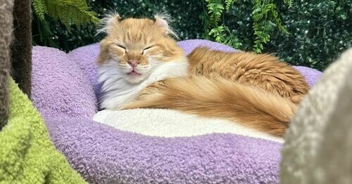 廈門擼貓探店：Neko天使貓咖