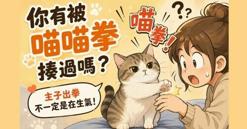🐱 你有被喵喵拳揍過嗎？3種貓拳語言密碼曝光！主子未必在生氣👊