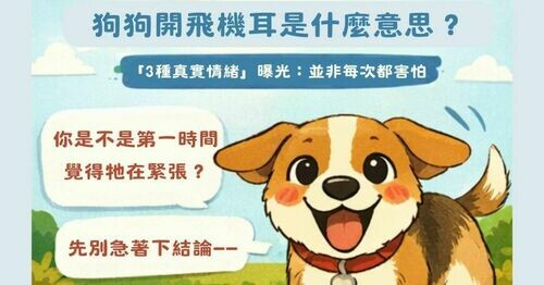 🐶 狗狗開飛機耳是什麼意思？「3種真實情緒」曝光：並非每次都害怕