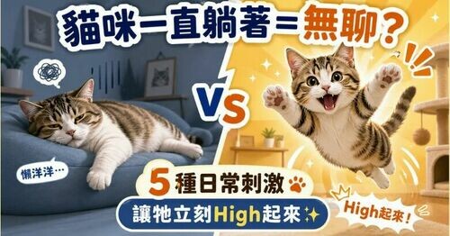 🐱 貓咪一直躺著很無聊嗎？試試「這5種日常刺激」讓他立刻High起來✨