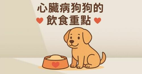 🐶❤️心臟病狗狗的飲食重點 ❤️🐶
