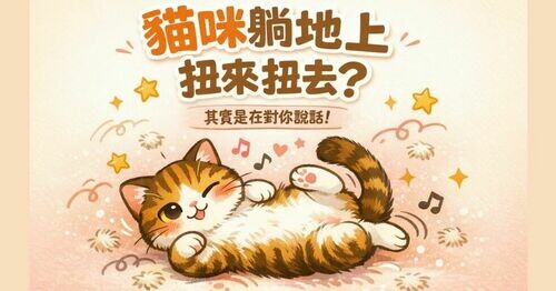 🐱貓咪躺地上扭來扭去其實在對你說話！「這4個密語」鏟屎官一定要懂