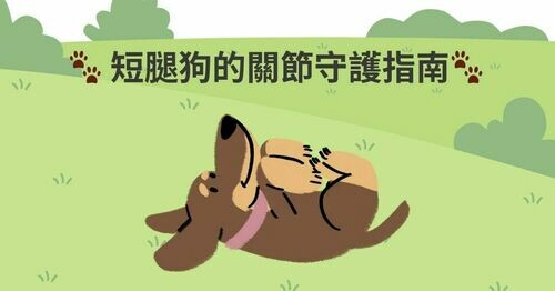 🐾 短腿狗的關節守護指南